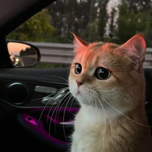 嘼皇Ⅴideos另类老少配
